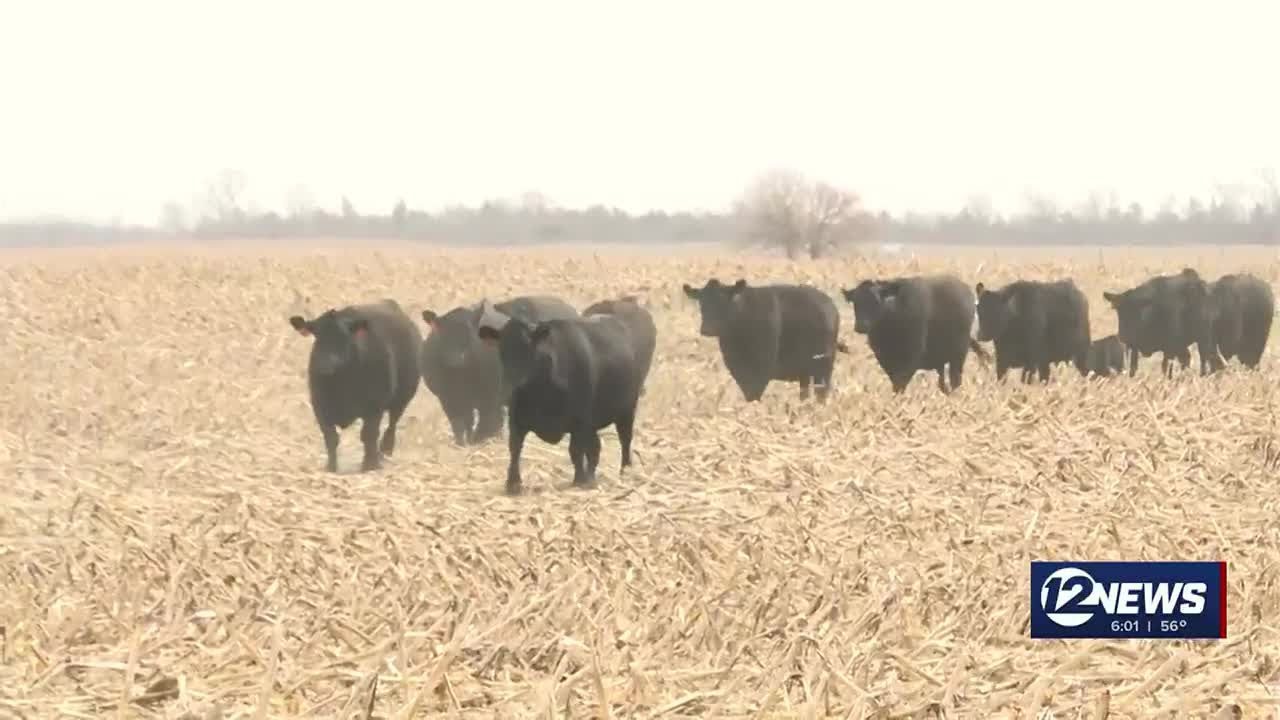 Drought drastically impacting cattle producers - YouTube