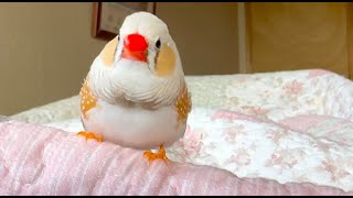 My Zebra Finch Doesn't Let Me Touch Him [4K]