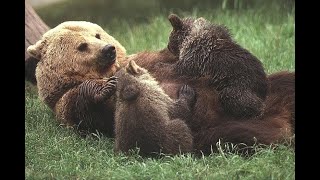 نحوه ی جالب شیر خوردن توله خرس ها See how bear cubs drinking milk