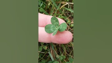 This Four Leaf Clover is Full of Luck !! 🍀 #shortsfeed