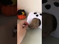 Обустройство клетки для крысы, подготовка к Хэллоуину #halloween #happy #cute #animals