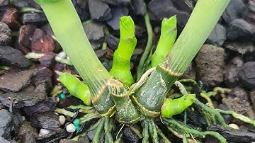 Cách làm mầm gốc cho lan phi điệp.