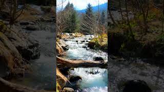 Beautiful Forest River I Relaxing Nature Sounds forestriversounds riversounds natureshorts river