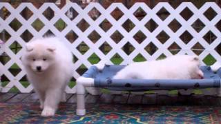 Atomic Samoyeds:  8 1/2 weeks by SamoyedMoms 8,416 views 9 years ago 3 minutes, 33 seconds