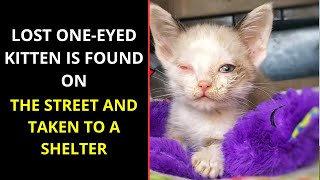 Lost one eyed kitten is found on the street and taken to shelter!