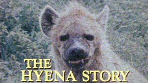 Jane Goodall   The Hyena Story