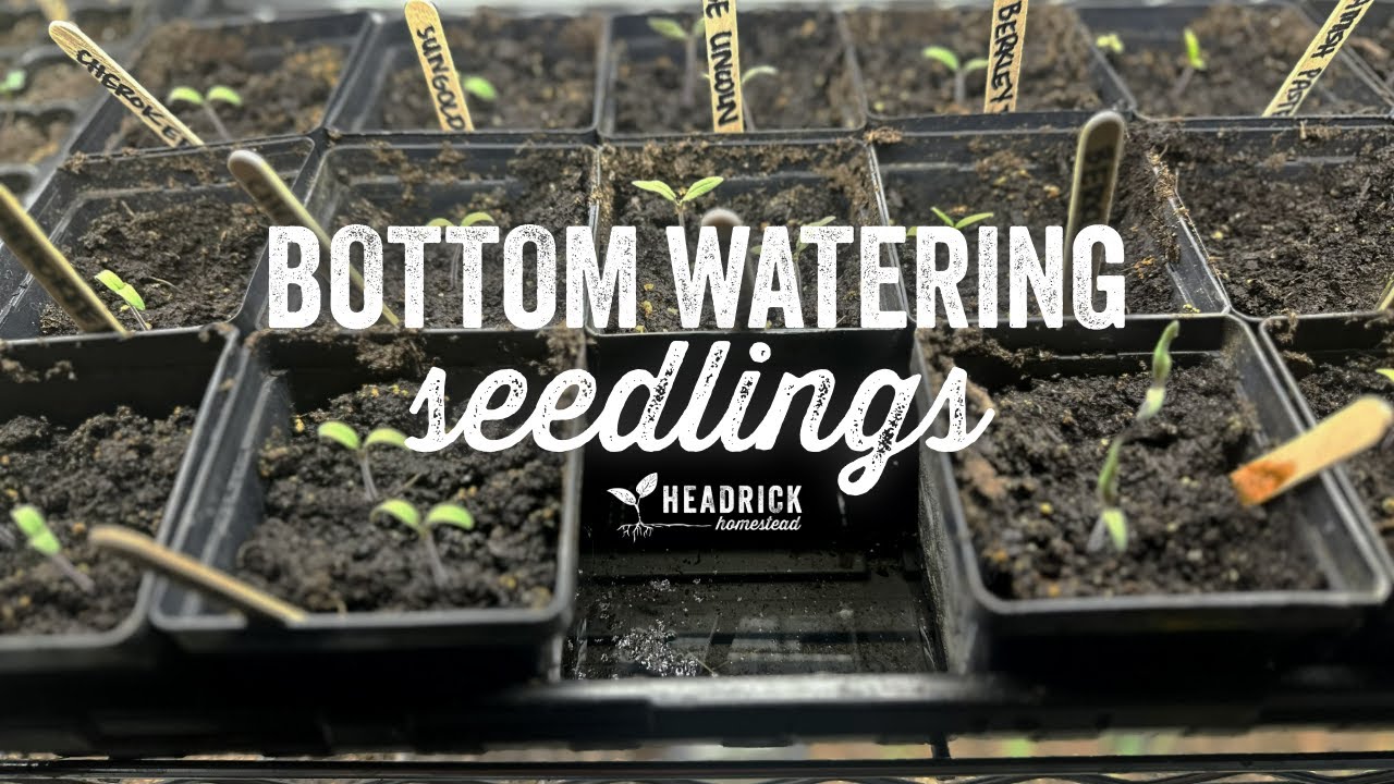 Easiest Way to Water your Seedlings