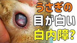 うさぎちゃんねる Youtube