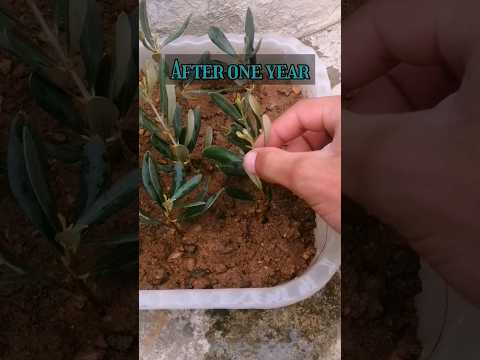 Video: Činjenice o maslinovom drvetu Novog Meksika - Saznajte više o uzgoju pustinjskih maslina u vrtovima