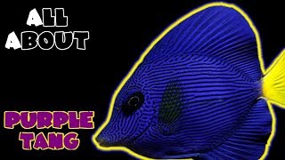 All About The Purple Tang