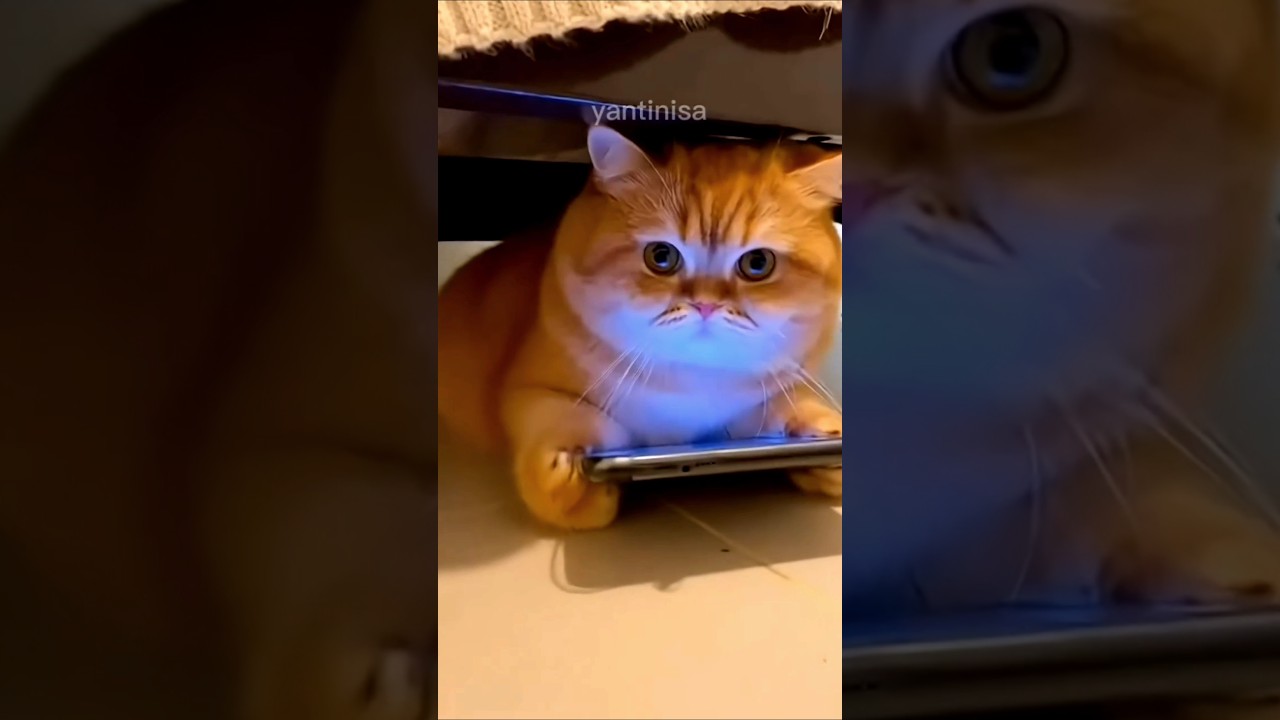 Кот, куда делся мой телефон? 😂 