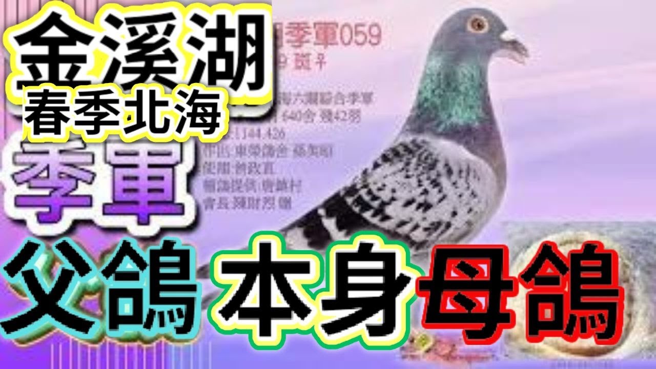 賽鴿|金溪湖綜合三等本身、父母鴿|海翔的天空#賽鴿 #賽鴿交流 #賽鴿欣賞