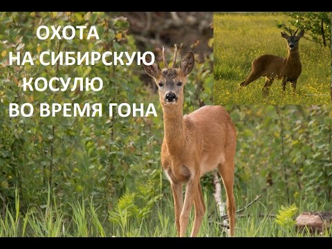 Косуля время гона. Косуля в Абхазии. Когда Гон у сибирской косули. Время гона сибирской косули. Когда у сибирской косули Гон начинается.