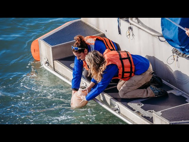 Joe Handy - Chief Executive Officer - Clearwater Marine Aquarium