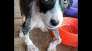 Saving Puppy Chima - NAFAF Peru