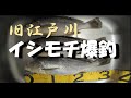 浦安 釣り 旧江戸川　 イシモチ爆釣したので食べてみた。
