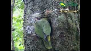 Loro Alisero alimentando sus pichones