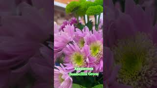Хризантема Bombellini Green , Цветы