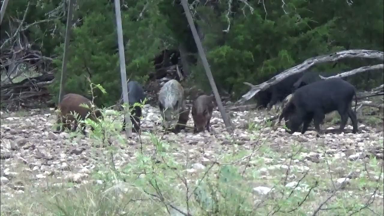 Bow Hunting Tx Feral Hogs 3 pigs with 2 arrows YouTube