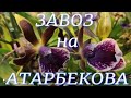 Свежий завоз шикарных орхидей в сц на Атарбекова. Зигопеталумы, онцидиумы, цимбидиумы и фаленопсисы.