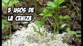 5 Usos de la Ceniza en el Huerto o Jardín | La Huerta de Ivan ? - YouTube