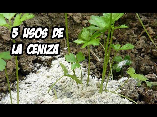 5 Usos de la Ceniza en el Huerto o Jardín | La Huerta de Ivan ? - YouTube