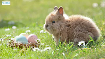 ¿Creen los católicos en el Conejo de Pascua?