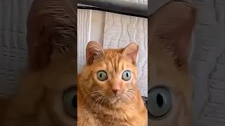 Funny Cats 😹 Episode 463 #Shorts