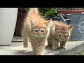 よし、先住猫にご挨拶しに行くんだ!