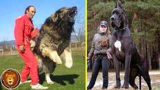 Les 10 Plus Grandes Races de Chiens au Monde