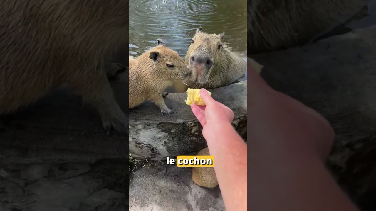 Le superpouvoir que personne ne connaît #animaux #capybara
