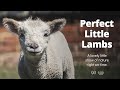 Lambs are Perfect Little Distractions | British Farming