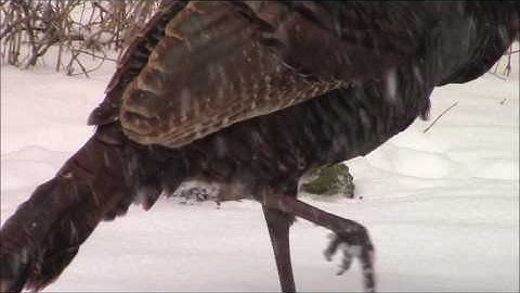 Audio Visual Catnip March 2017