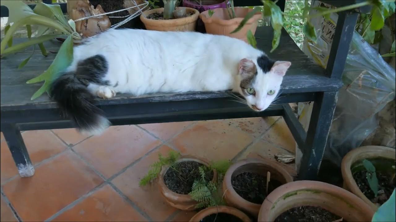 The Five Cats Clovis YouTube