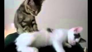 кот испугался видео кот испугался видео
