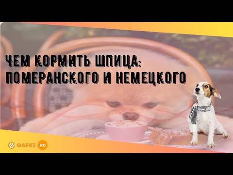 Чем кормить шпица: померанского и немецкого