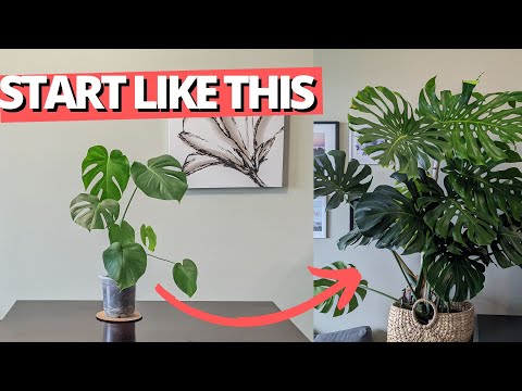 Video: Monstera, home care: growing, pruning, transplanting