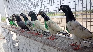 Ustaad Aslam Butt Ki Punjab Cup Ki Baazi || Kabootero Ki Shandar Perwaaz || Pigeons Club