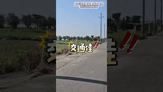 🥳台南將軍｜近台17線1分4農地🎉低總價好入手‼️🎯總價：318萬🎯地坪450.7坪🎯面寬14米🎯深度100米☎️專線：0953204608 郭小姐🏠太平洋房屋佳里店🏠百舜不動產仲介經紀有限公司