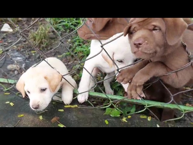 CÚN CON🥰DỄ CƯNG