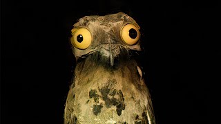 Top 5 bird