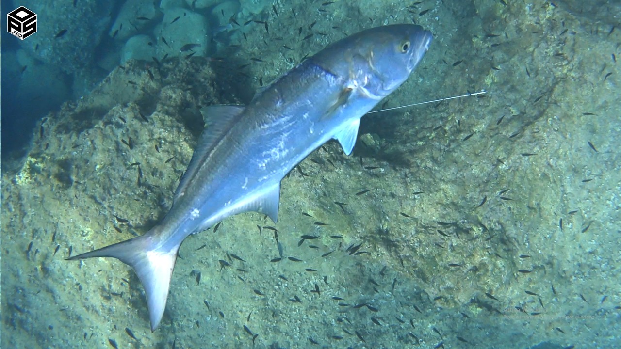 PESCASUB Serra Enorme Dotto Pesca subacquea Sottocosta Pesca in Tana