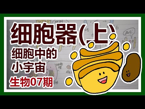 细胞器(上)——细胞中的小宇宙【生物07期】