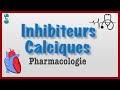 Les inhibiteurs calciques pharmacologie