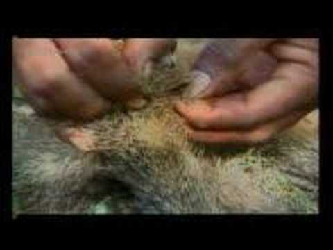 Image result for mongoose hair plucking