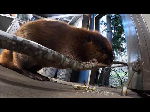 Video: Elefanter Krossar Jättepumpor För Att Ringa I Höst I Oregon Zoo