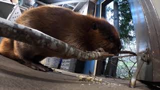 Filbert The Beaver Uses Sharp Wits And Gnawledge to Solve Problem