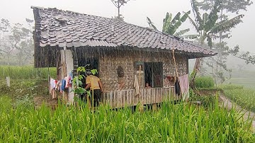 Hujan deras di desa pesawahan yang indah Suasana Hujan Deras. Menambah Susana Terasa Lebih Syahdu