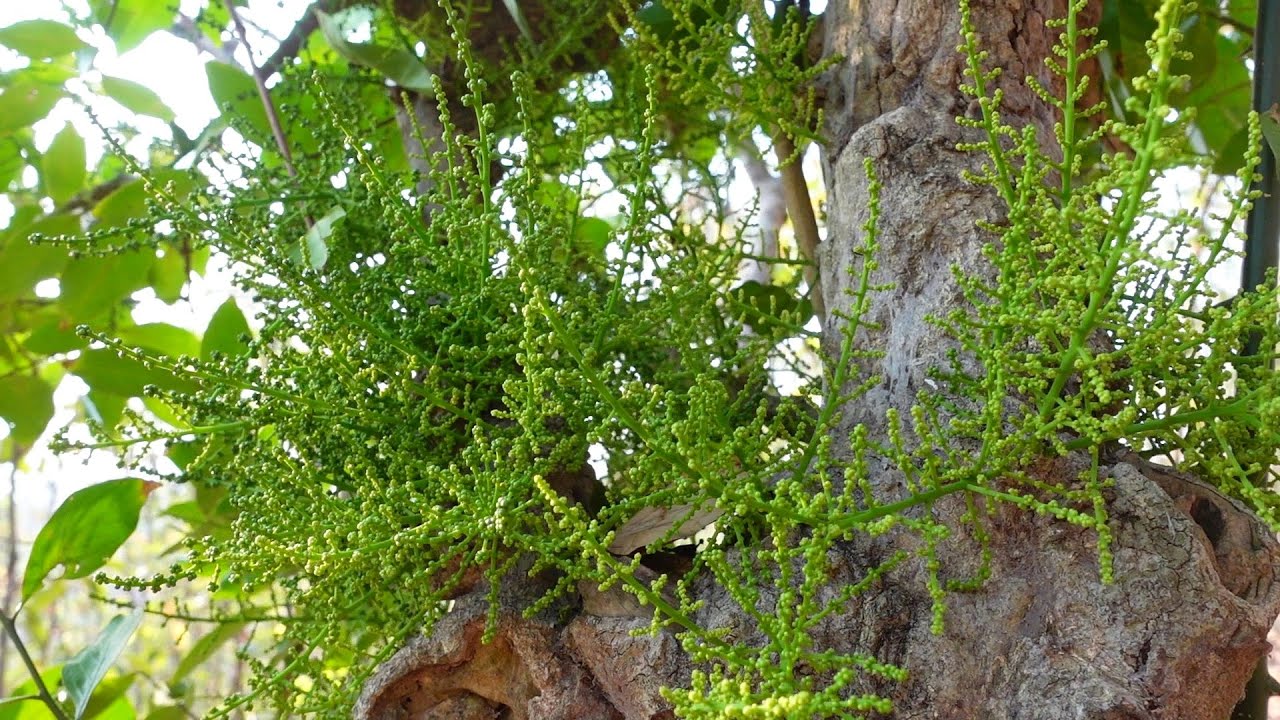 สะออนดอกผักหวานป่าดกมากๆหมานทั้งยอดและดอกกำลังงามๆ