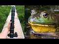 Photographing Frogs with a 500mm T-mount Lens